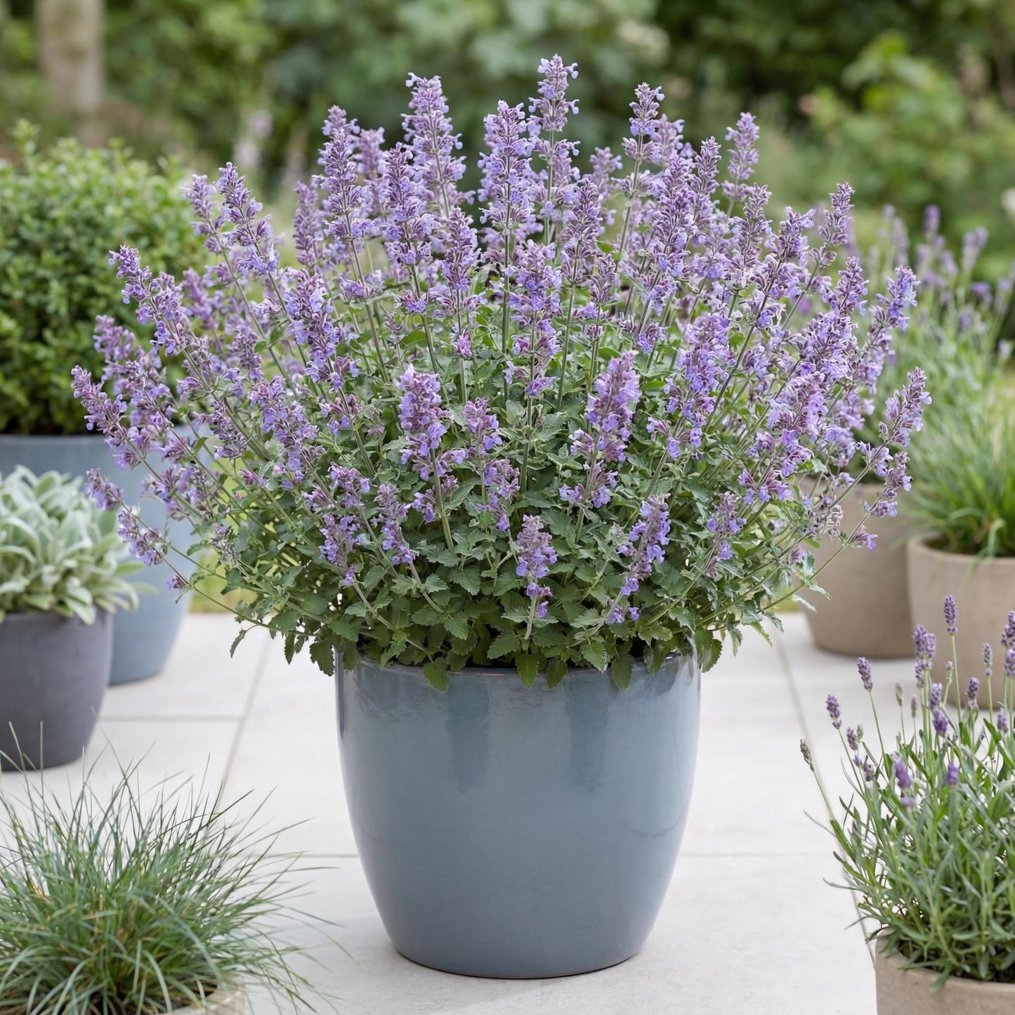 Walker's Low Catmint