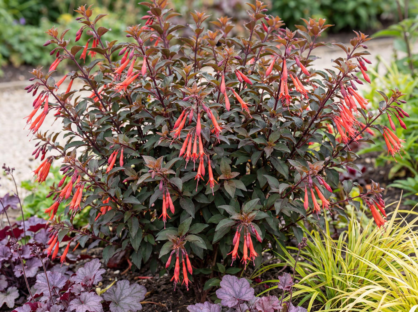 Gartenmeister Bonstedt Fuchsia