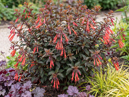 Gartenmeister Bonstedt Fuchsia