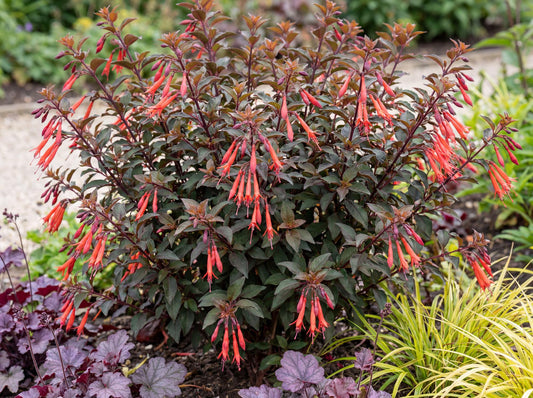 Gartenmeister Bonstedt Fuchsia