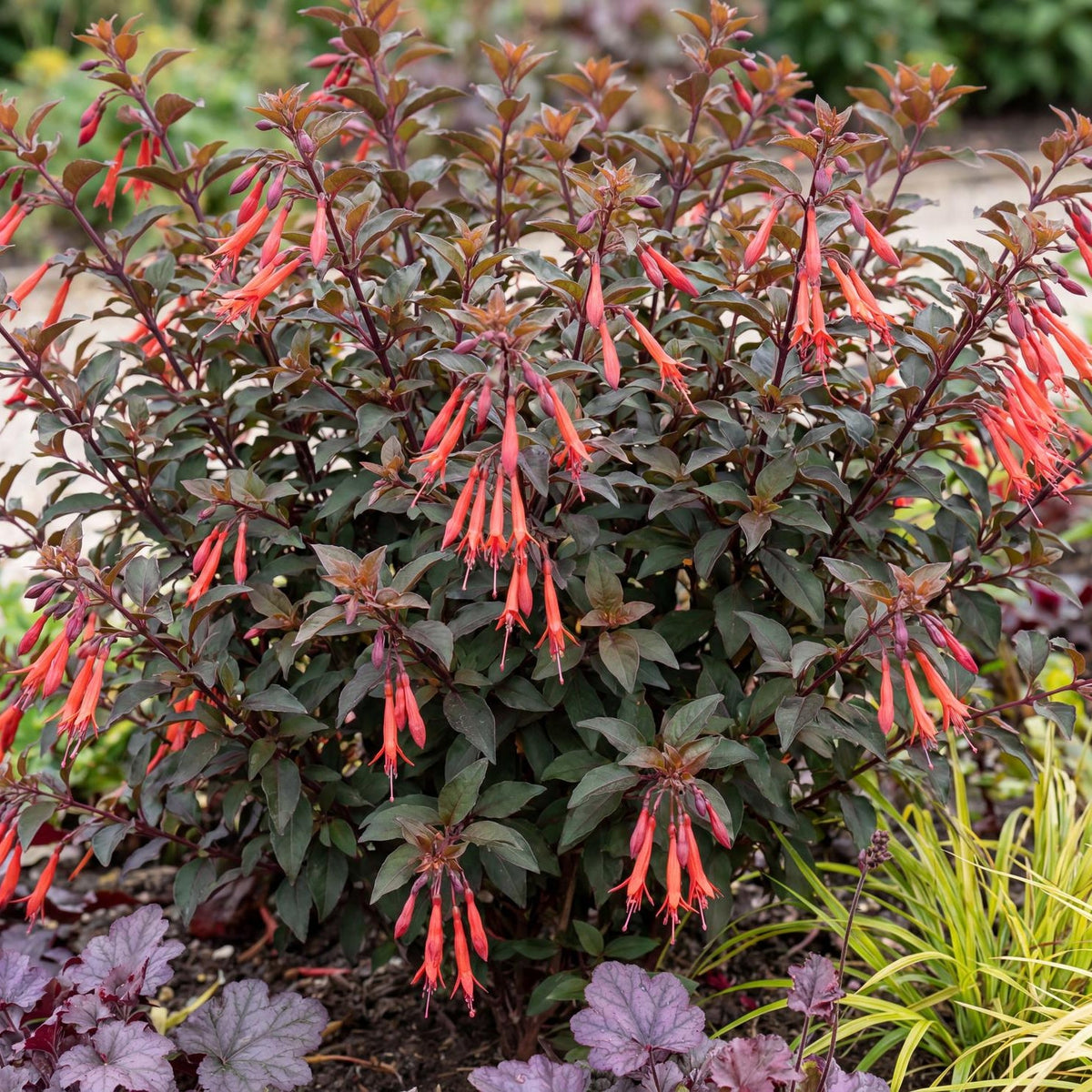 Gartenmeister Bonstedt Fuchsia
