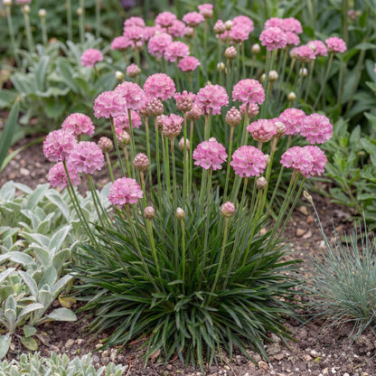Daydream Dreameria Sea Thrift