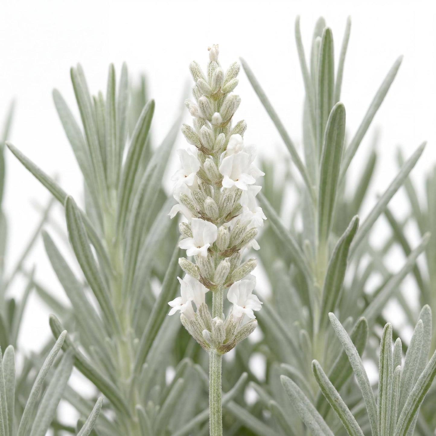 Alba White Floral Lavender