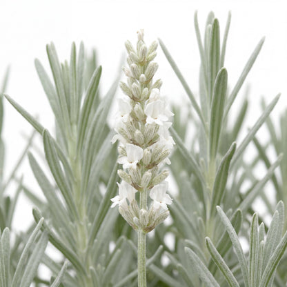 Alba White Floral Lavender