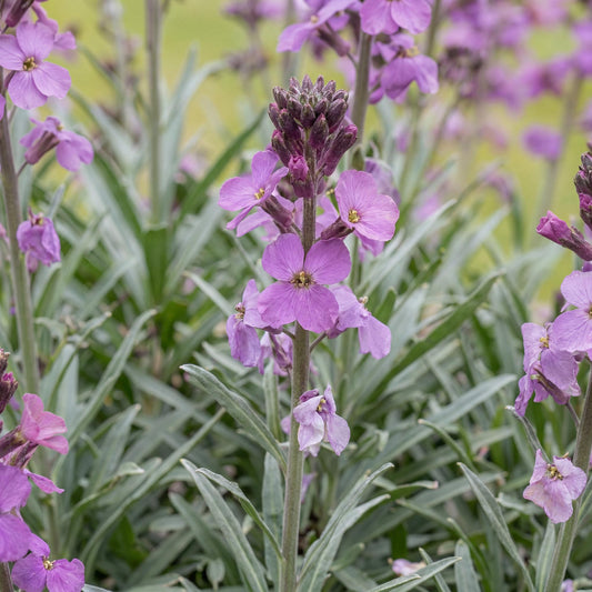 Bowles' Mauve Erysimum