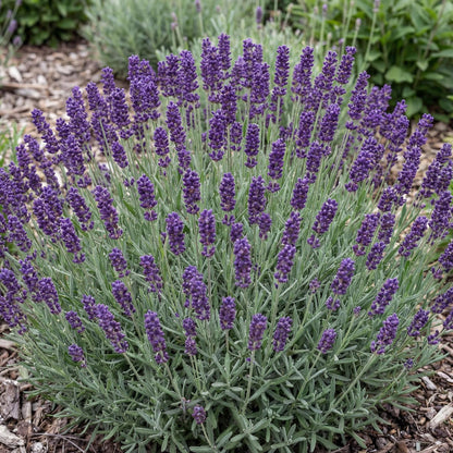 Ellagance Purple English Lavender