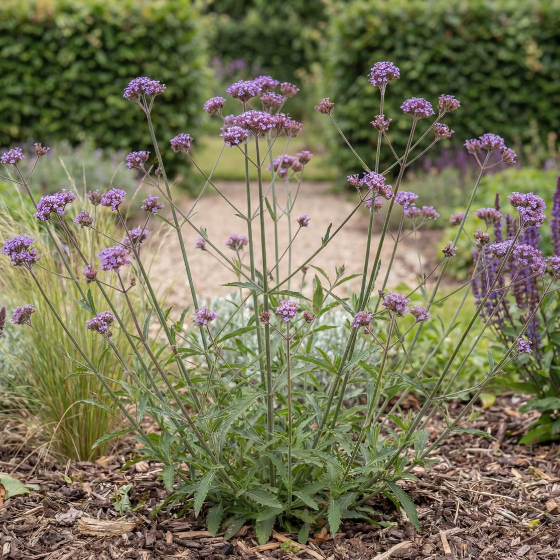 Cloud Verbena