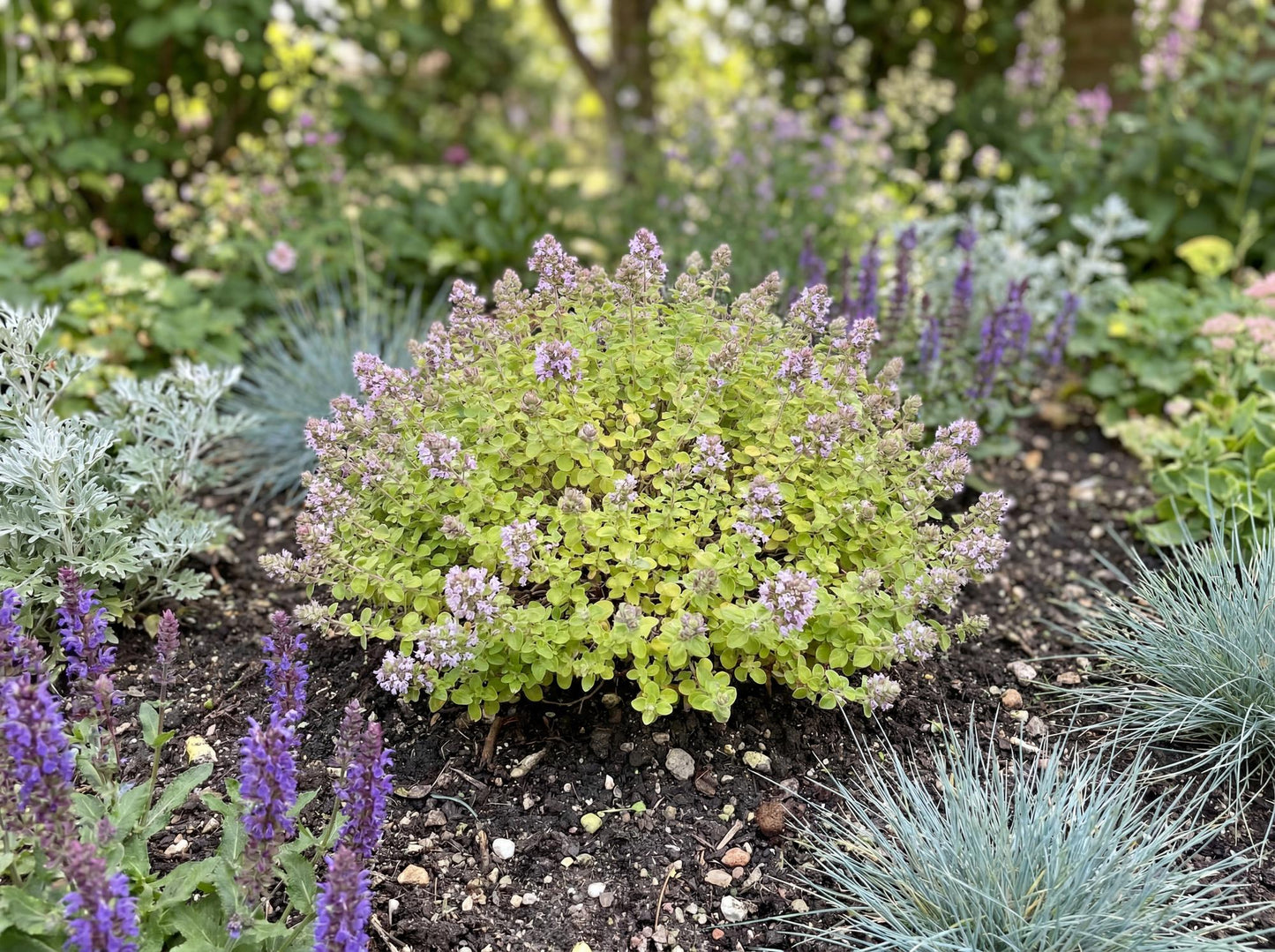 Gilt Trip Oregano