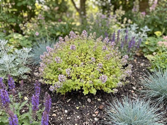 Gilt Trip Oregano