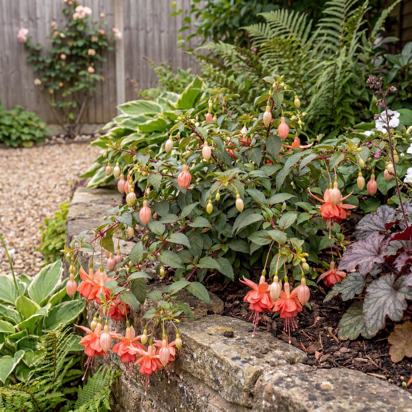 Orange King Marbeller Fuchsia