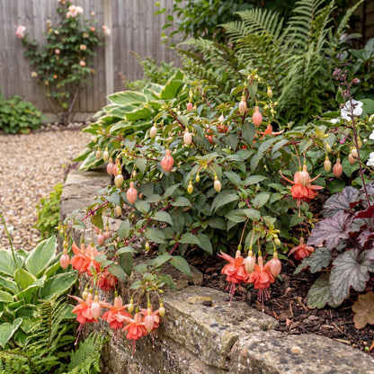 Orange King Marbeller Fuchsia