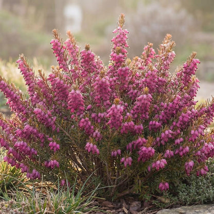Kramer's Red Darley Heath carries dark purple-toned stems beneath its bronze-tinted evergreen growth