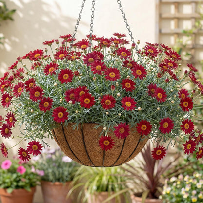 Aramis Red Marguerite Daisy