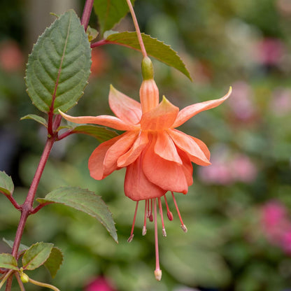Orange King Marbeller Fuchsia