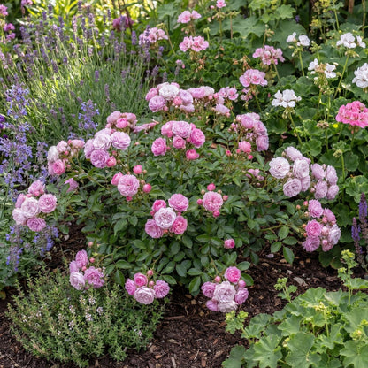 Pretty Polly Lavender