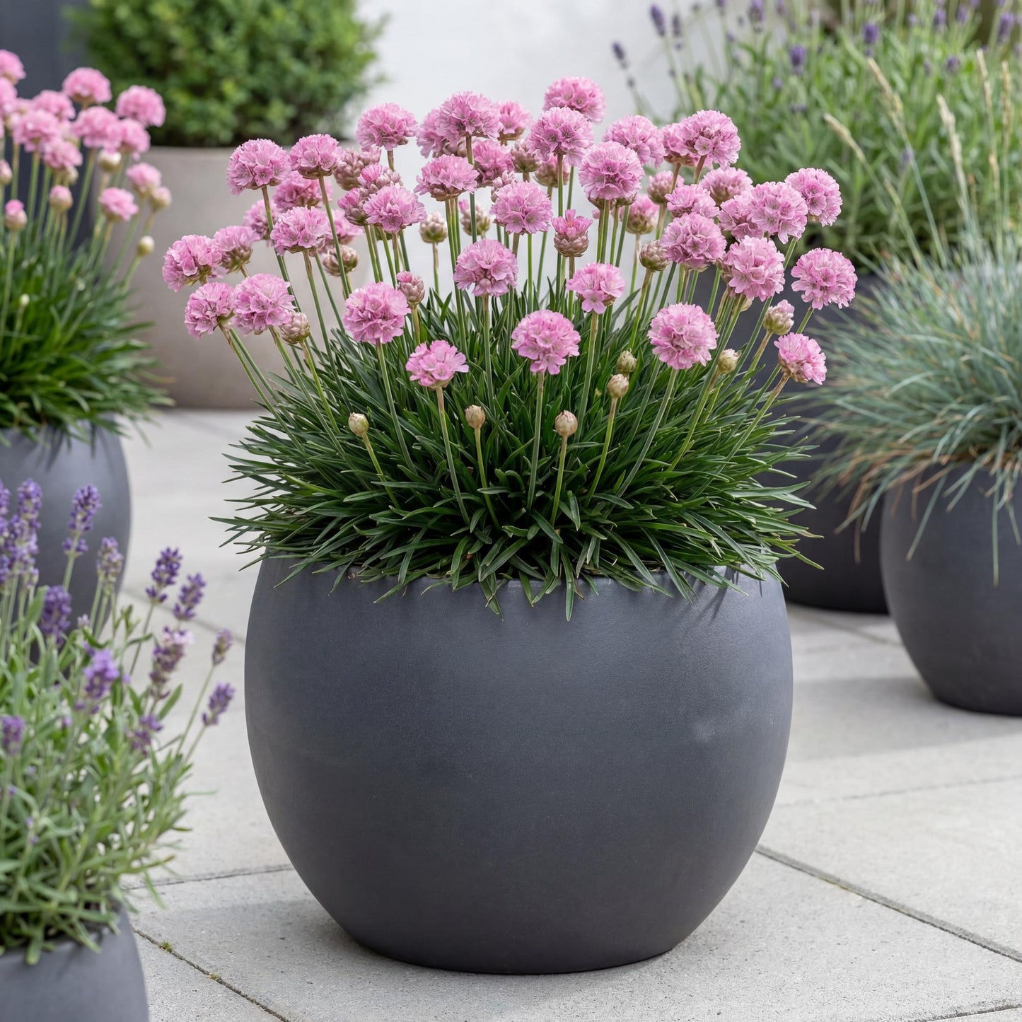 Daydream Dreameria Sea Thrift