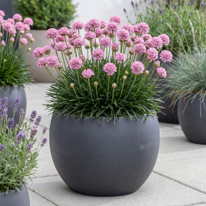 Daydream Dreameria Sea Thrift