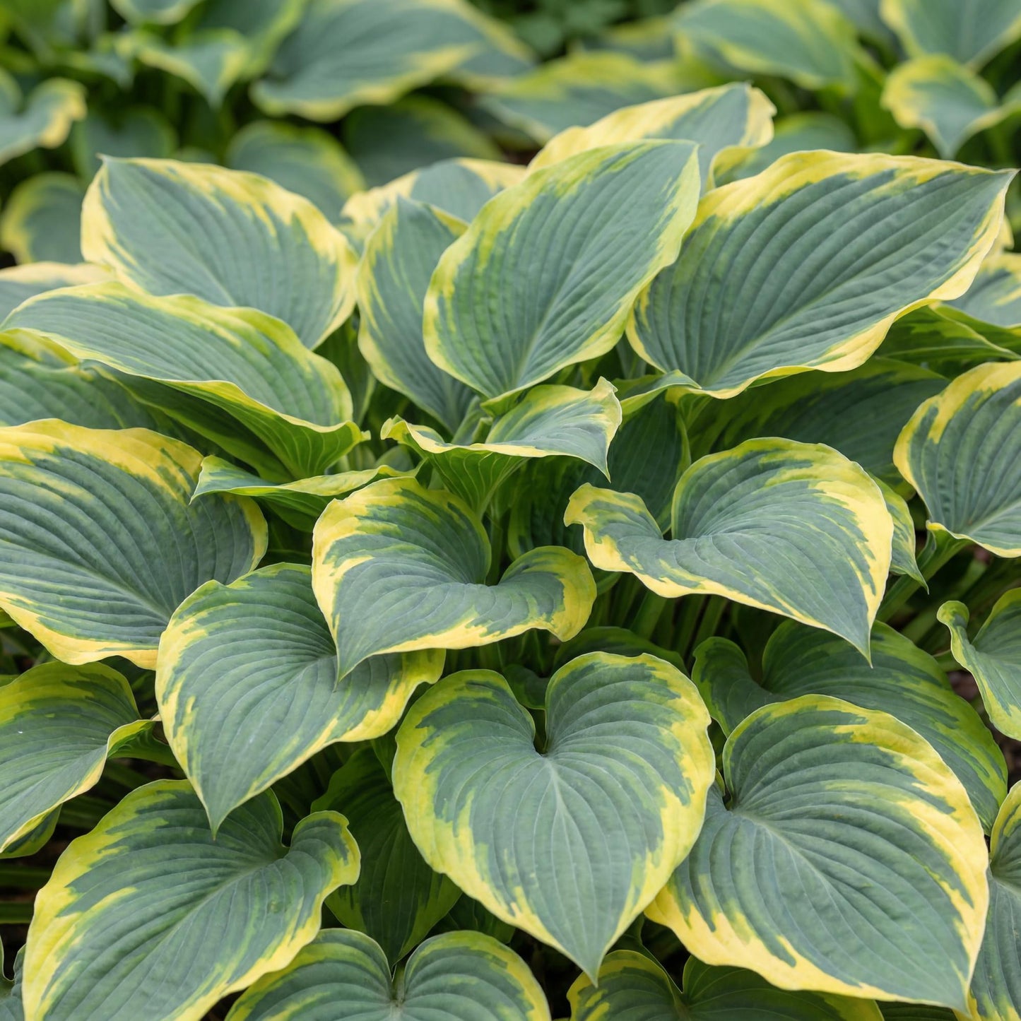 First Frost Hosta