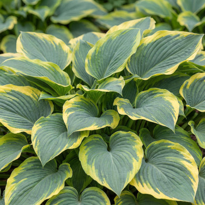 First Frost Hosta