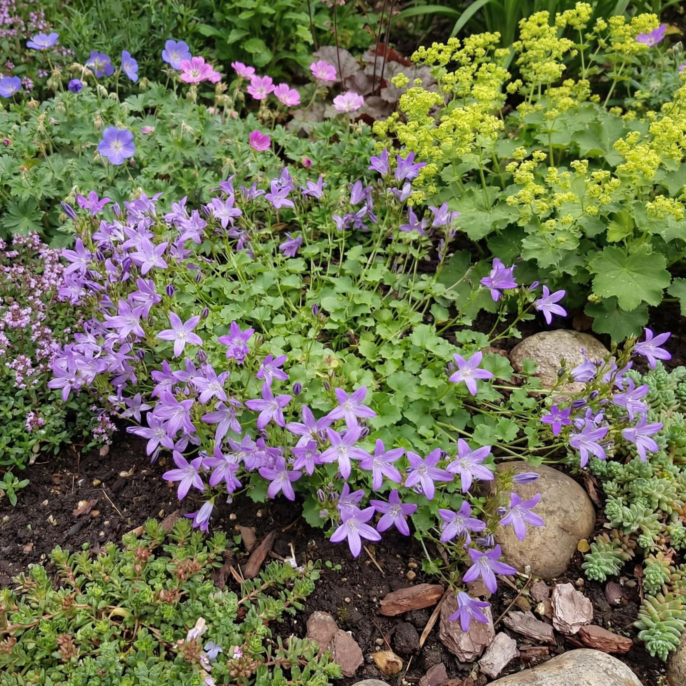 Blue Water Fall Campanula