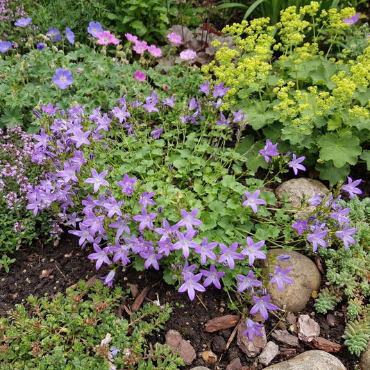 Blue Water Fall Campanula