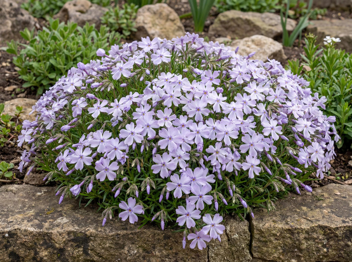 Emerald Cushion Blue Creeping Phlox