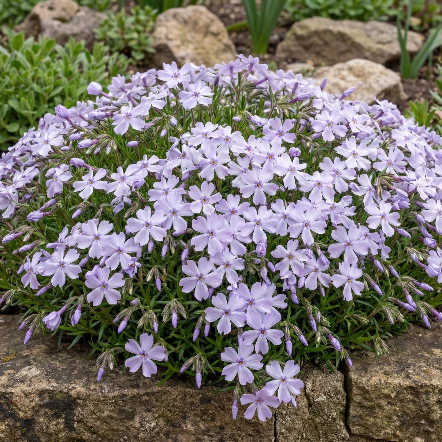 Emerald Cushion Blue Creeping Phlox