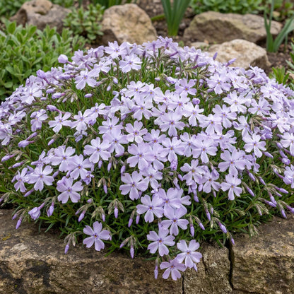 Emerald Cushion Blue Creeping Phlox