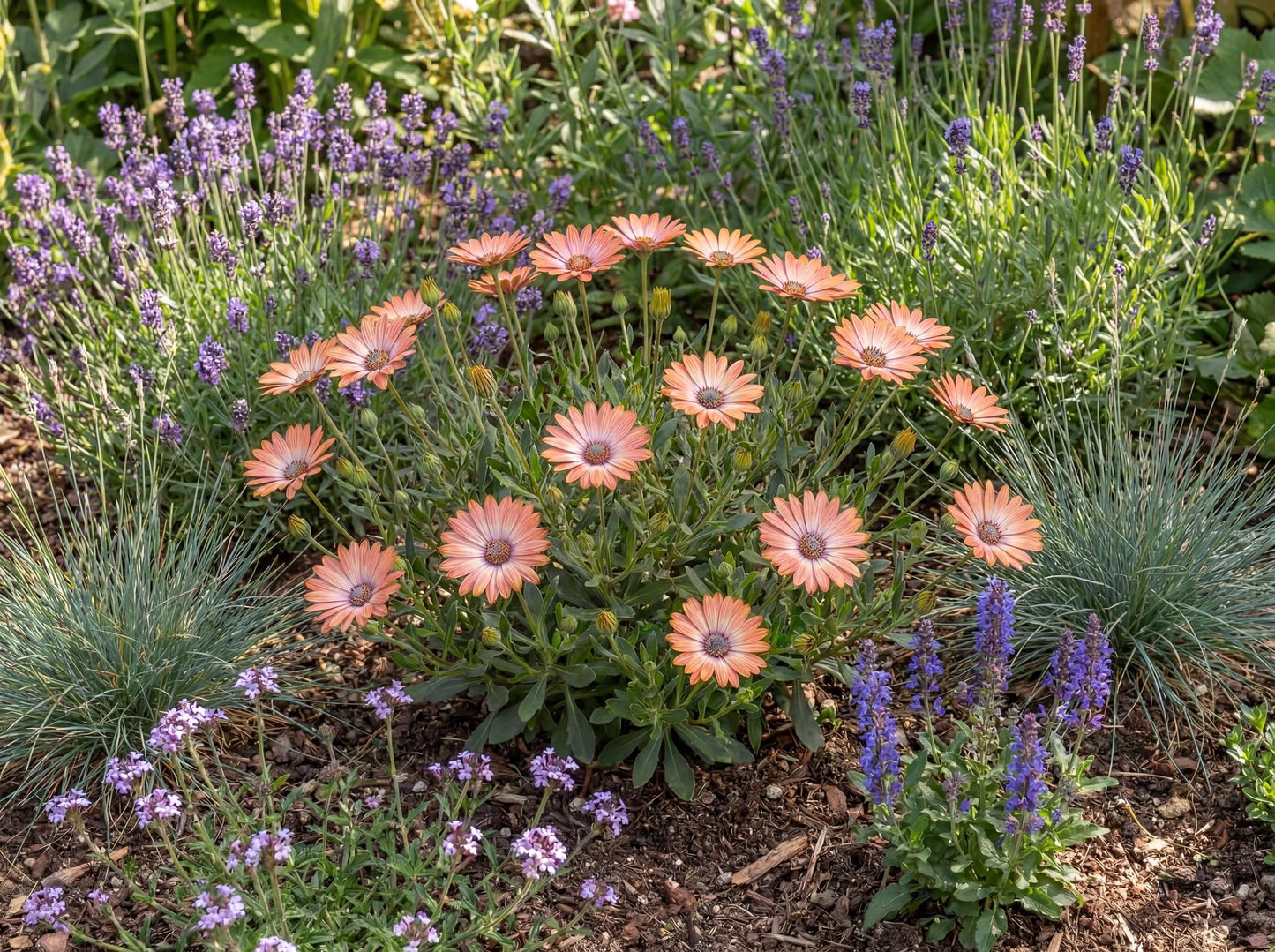 Daybreak Trailing African Daisy Osticade