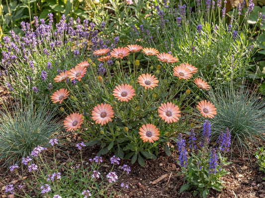 Daybreak Trailing African Daisy Osticade