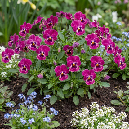 Sorbet Raspberry Purple Floral Viola