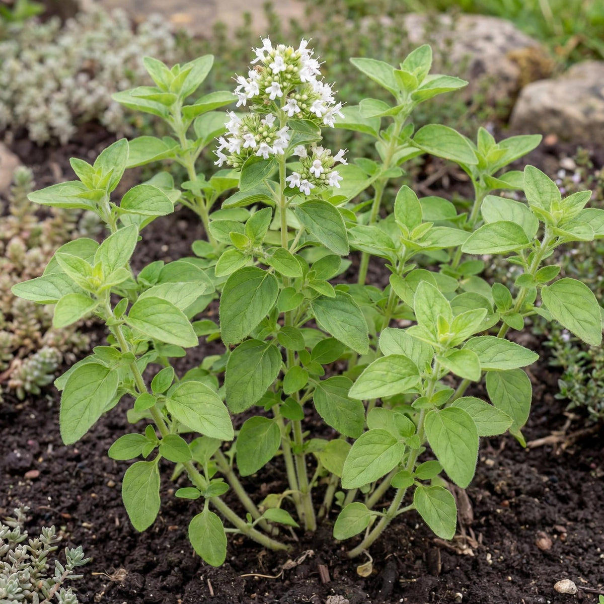 Greek Oregano (Organic 4")