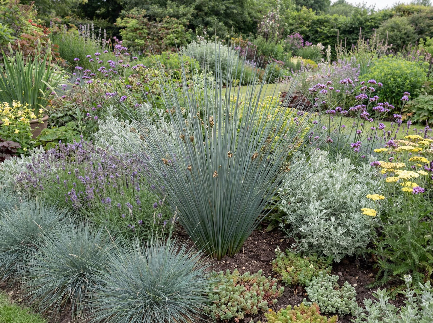 Carman's Gray Juncus