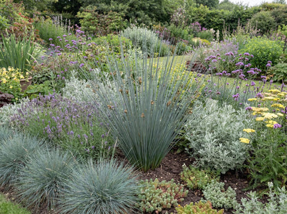 Carman's Gray Juncus
