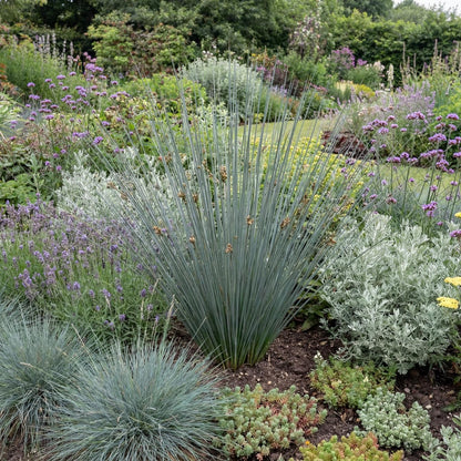 Carman's Gray Juncus