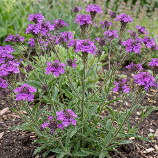 Rigid Verbena