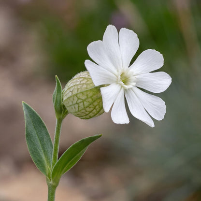 Sea Campion Silene