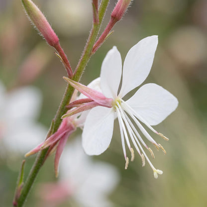 Ballerina White Gaura