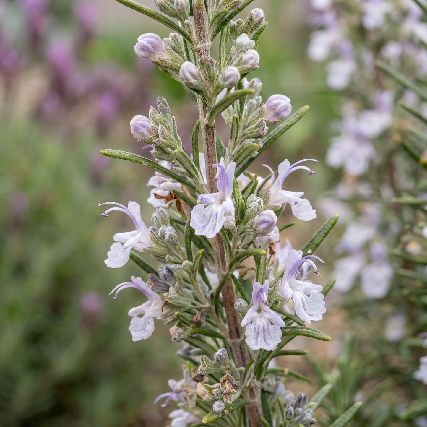 Gorizia Rosemary