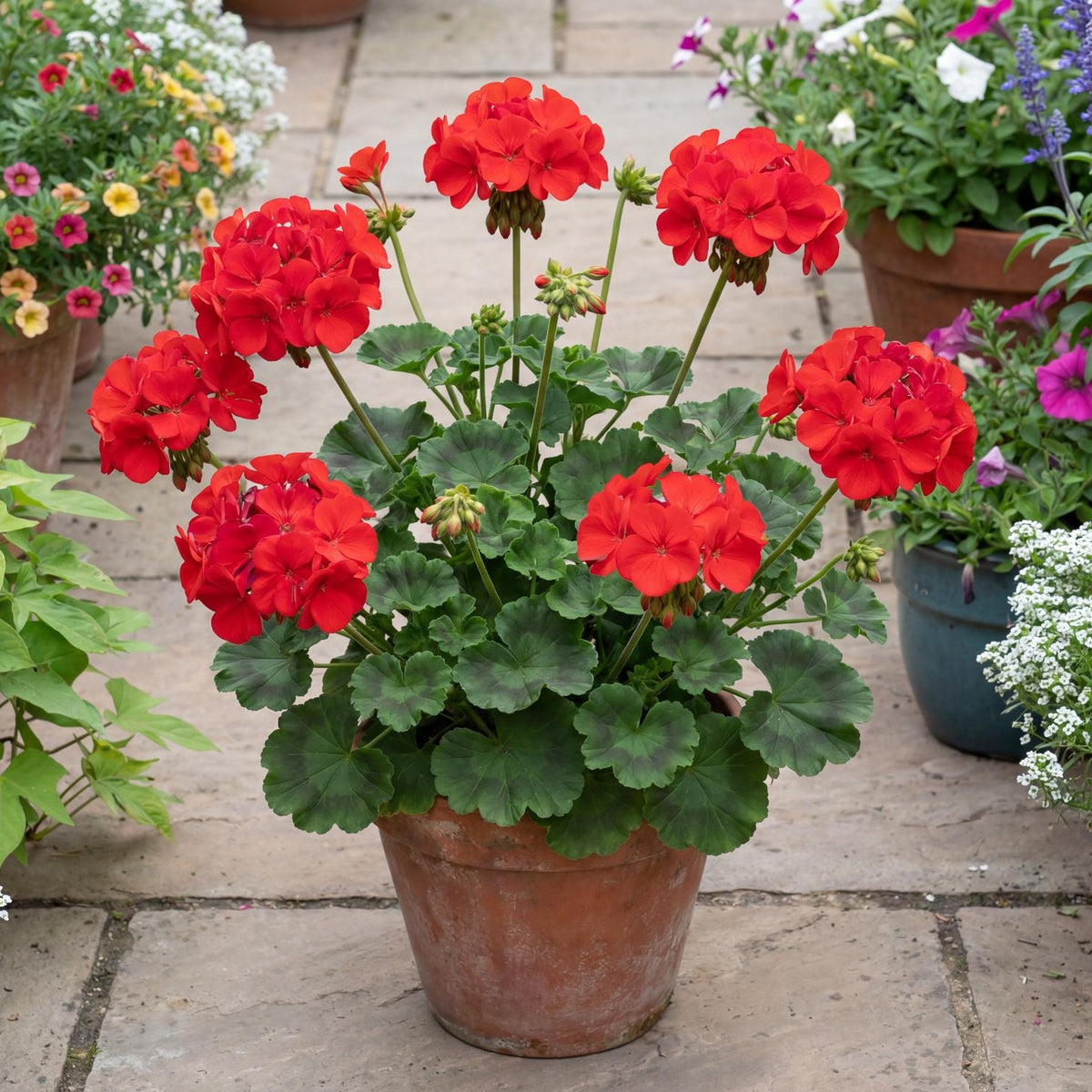 Patriot Bright Red Zonal Geranium