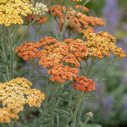 Terracotta Yarrow