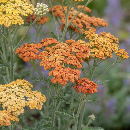 Terracotta Yarrow