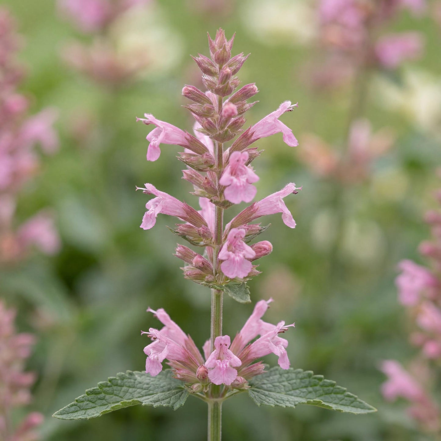 Sunny Sparks Pink Improved Agastache