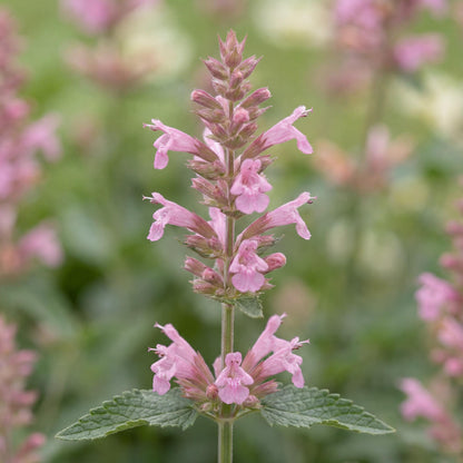 Sunny Sparks Pink Improved Agastache