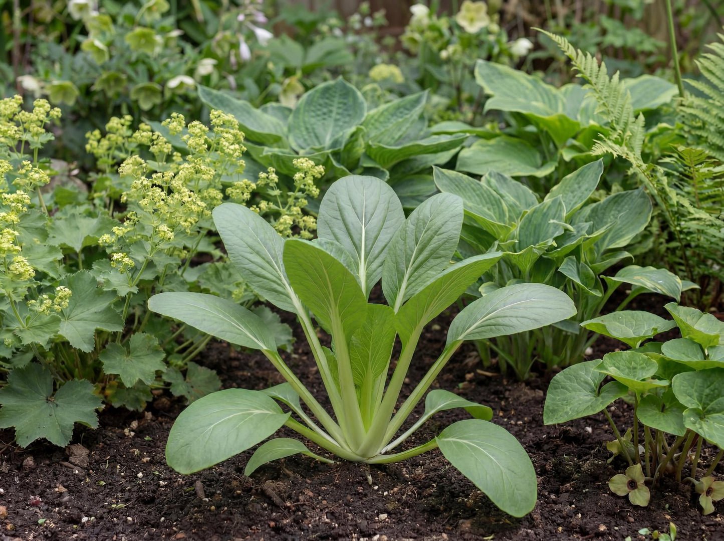 Senposai Japanese Mustard Spinach