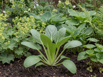 Senposai Japanese Mustard Spinach