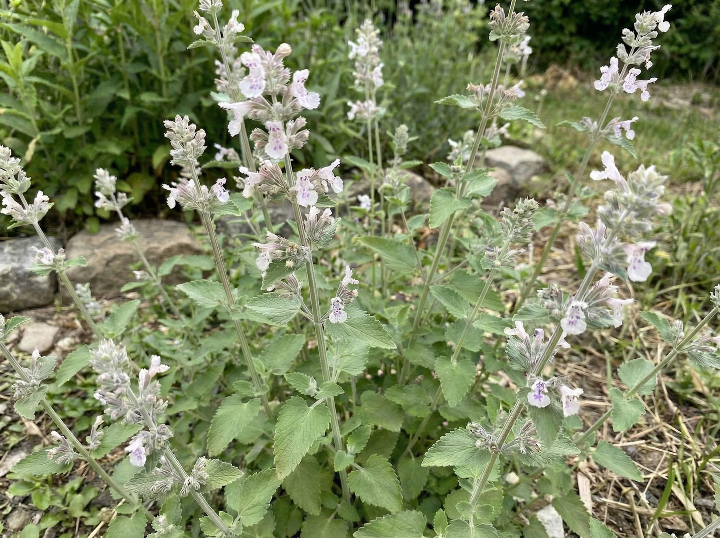 Catnip 4"