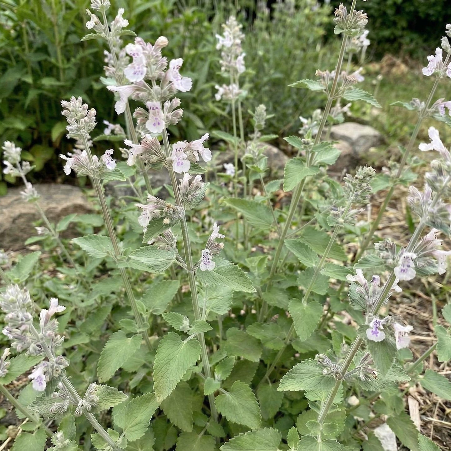 Catnip 4"