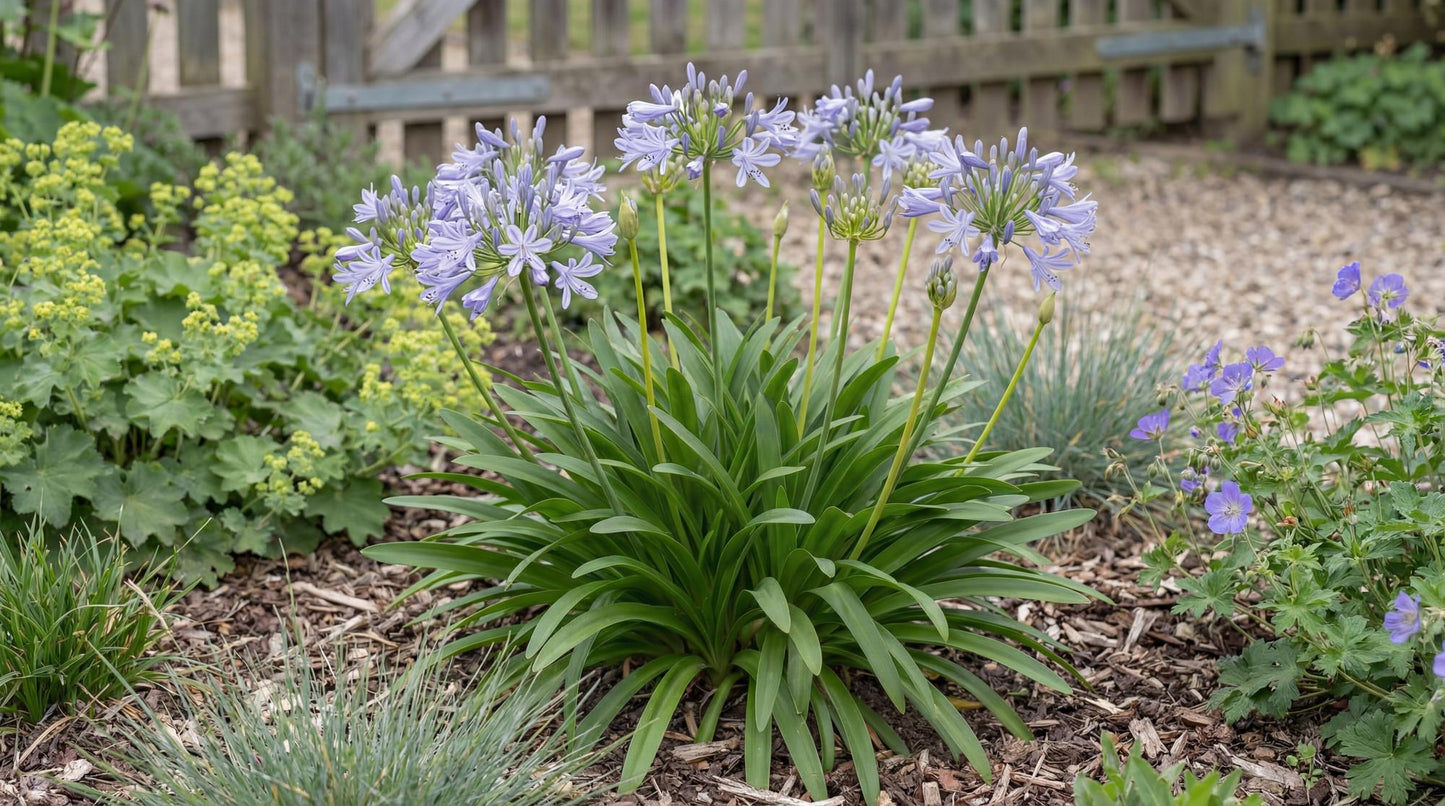 Peter Pan Lily of the Nile