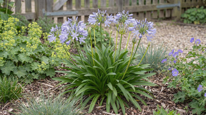 Peter Pan Lily of the Nile